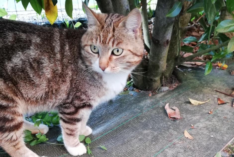Alerte Disparition Chat Femelle , 8 ans Verrières-en-Anjou France Alerte Disparition Chat Femelle , 8 ans Verrières-en-Anjou France