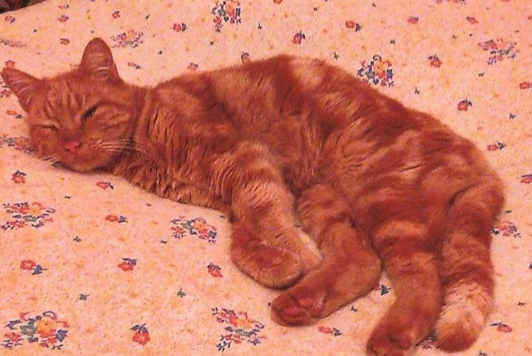 Alerte Découverte Chat Mâle Baugé en Anjou France Alerte Découverte Chat Mâle Baugé en Anjou France