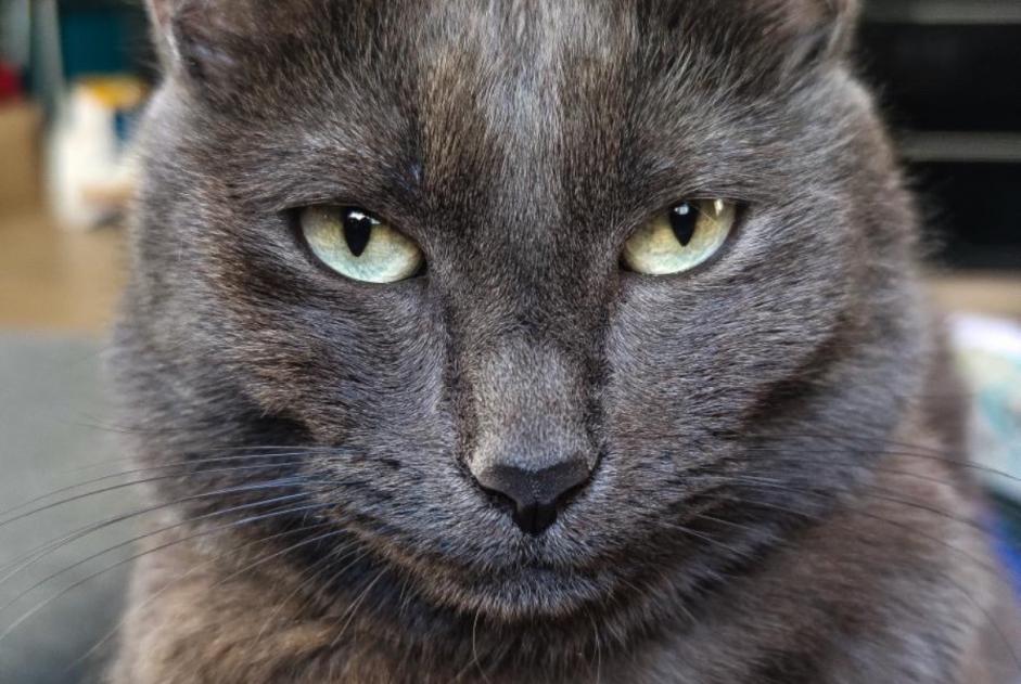Alerte Disparition Chat Mâle , 5 ans Angers France Alerte Disparition Chat Mâle , 5 ans Angers France