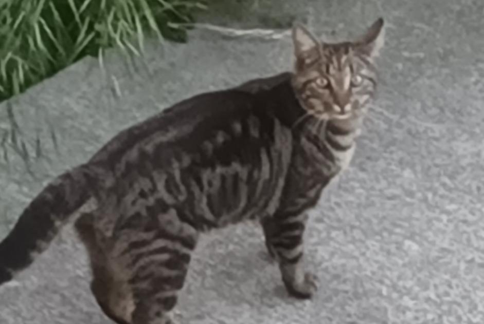 Alerte Découverte Chat Femelle Trélazé France