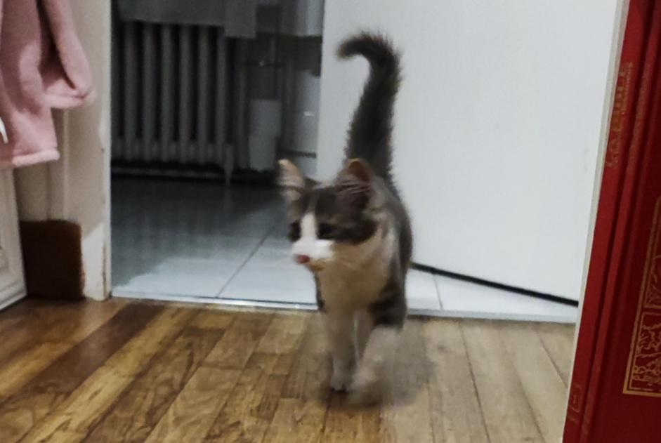 Alerte Découverte Chat Inconnu Cholet France