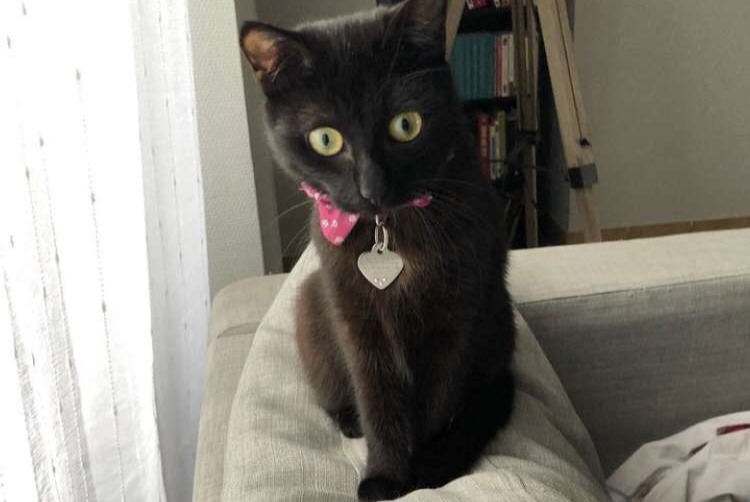 Alerte Disparition Chat Femelle , 2 ans Angers France