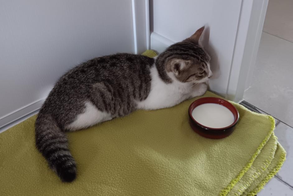 Alerte Découverte Chat  Femelle Orée-d'Anjou France