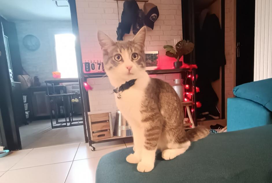 Alerte Découverte Chat croisement  Mâle Beaupréau-en-Mauges France