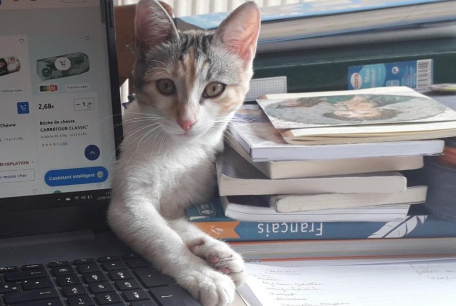 Alerte Disparition Chat croisement  Femelle , 0 ans Angers France