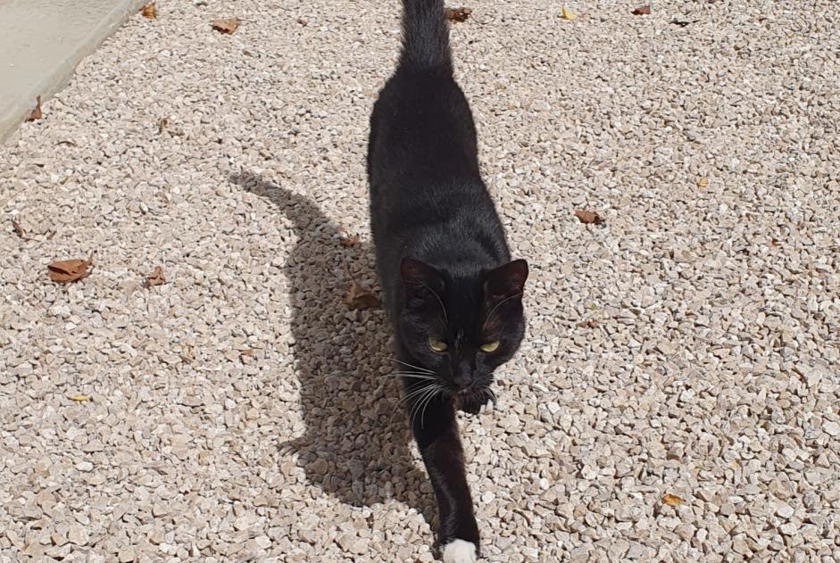 Alerte Découverte Chat Femelle , Entre 7 et 9 mois Sainte-Gemmes-sur-Loire France