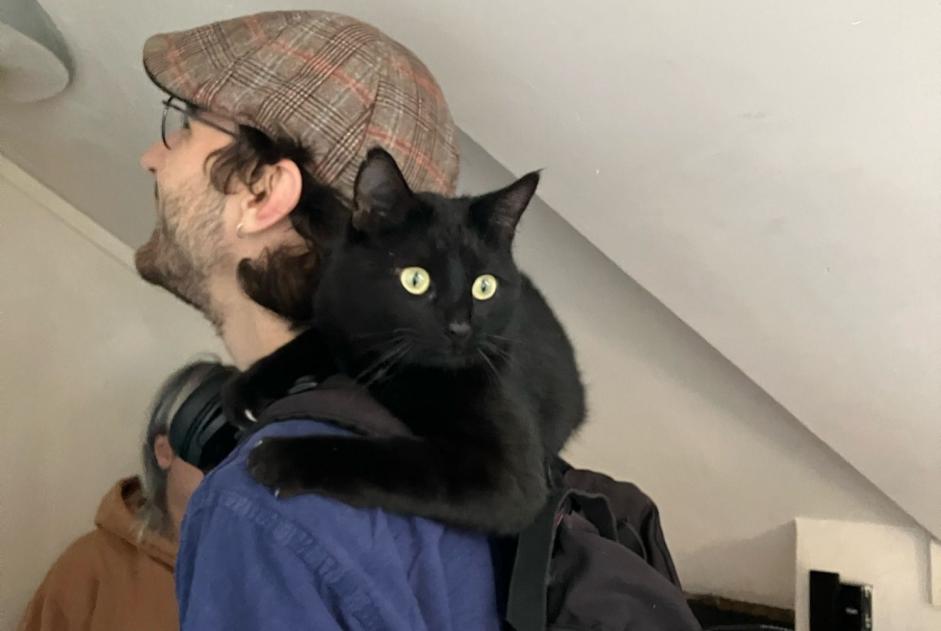 Alerte Découverte Chat Mâle Angers France Alerte Découverte Chat Mâle Angers France