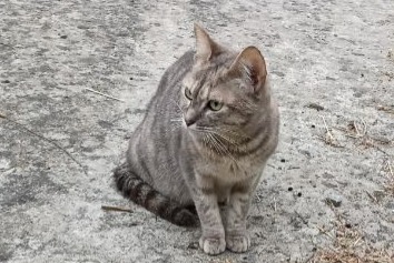 Alerte Découverte Chat Femelle Les Ponts-de-Cé France Alerte Découverte Chat Femelle Les Ponts-de-Cé France