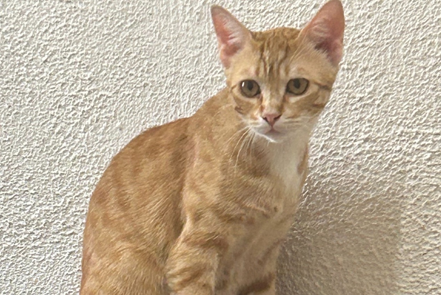 Alerte Disparition Chat Mâle , 1 ans Lys-Haut-Layon France