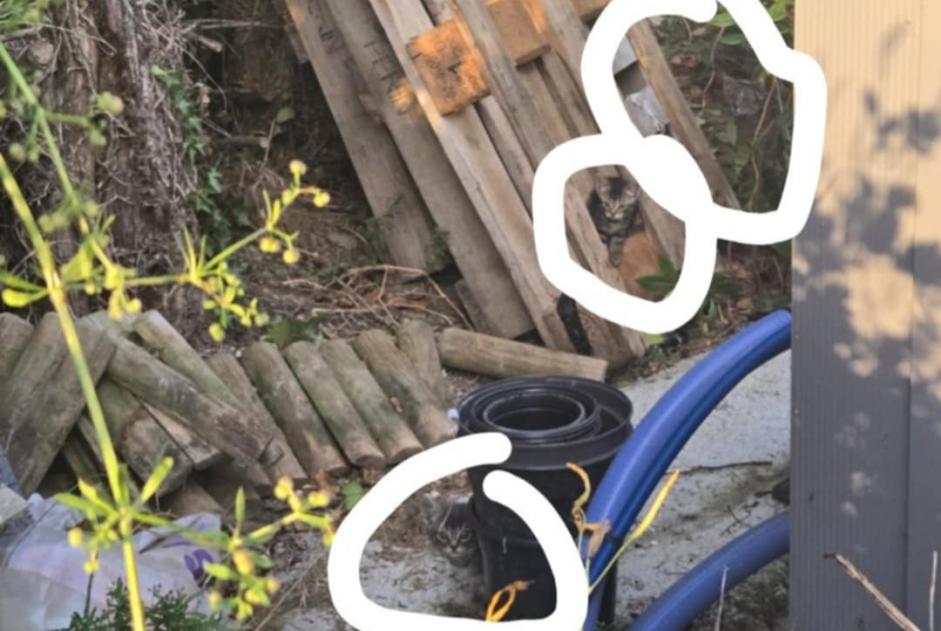 Alerte Découverte Chat Femelle Erdre-en-Anjou France Alerte Découverte Chat Femelle Erdre-en-Anjou France