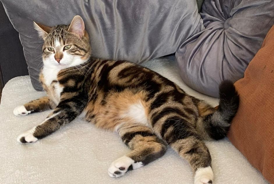Alerte Disparition Chat Mâle , 3 ans Trélazé France