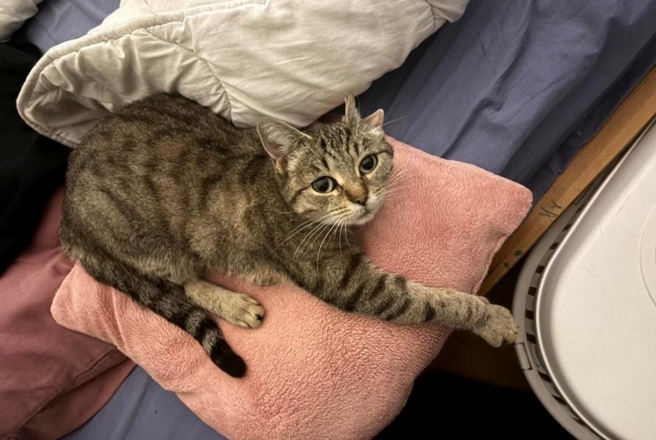 Alerte Découverte Chat Femelle Angers France