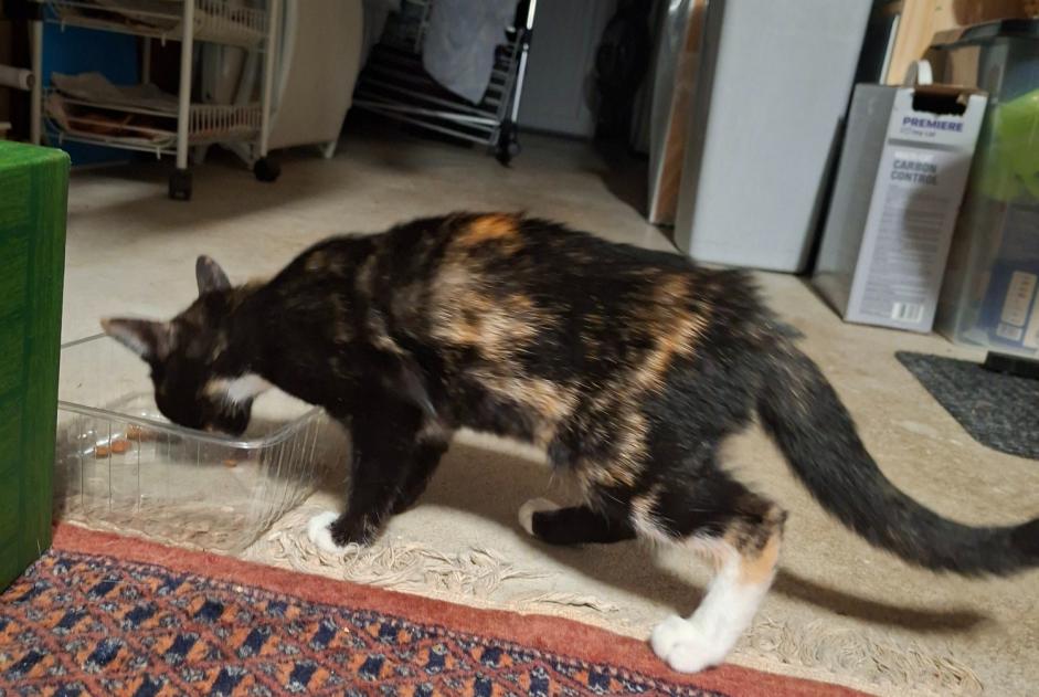 Alerte Découverte Chat  Femelle Brissac Loire Aubance France