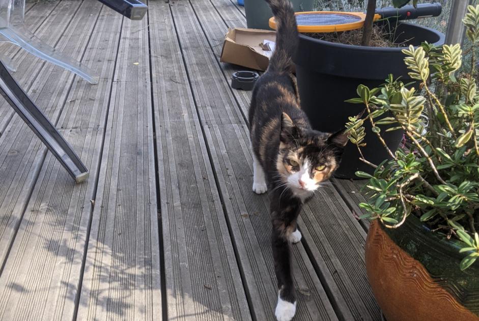 Avviso Ritrovamento Gatto Femmina Jarzé Villages Francia Avviso Ritrovamento Gatto Femmina Jarzé Villages Francia