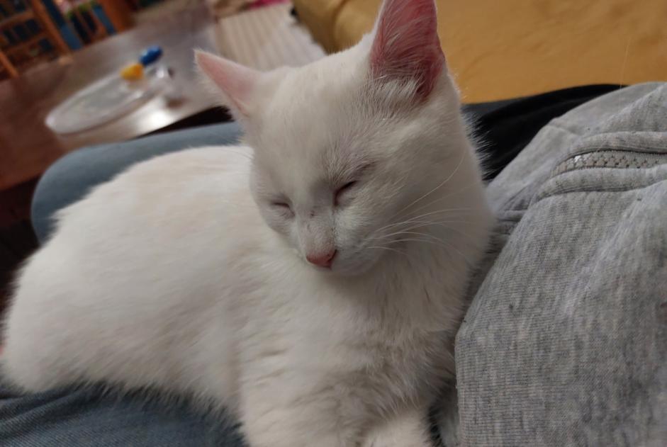 Avviso Ritrovamento Gatto incrocio di razze Femmina , Tra 4 e 6 mesi Tuffalun Francia Avviso Ritrovamento Gatto incrocio di razze Femmina , Tra 4 e 6 mesi Tuffalun Francia