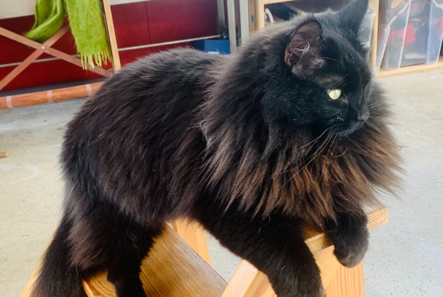 Avviso scomparsa Gatto incrocio di razze  Maschio , 2 anni Mazé-Milon Francia