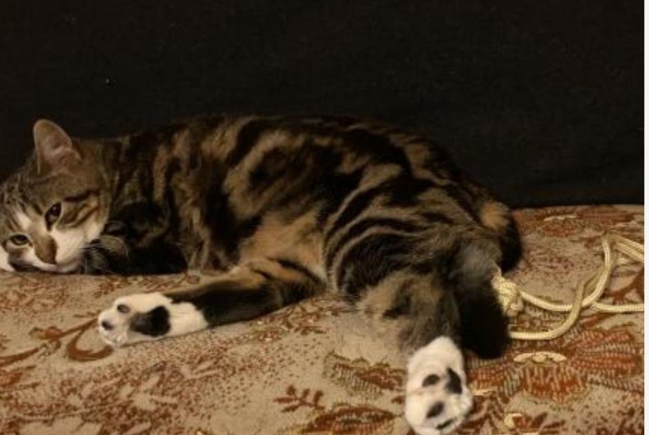 Avviso scomparsa Gatto Maschio , 3 anni Trélazé Francia