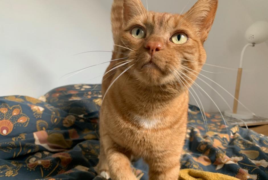 Avviso scomparsa Gatto incrocio di razze  Maschio , 7 anni Orée d'Anjou Francia