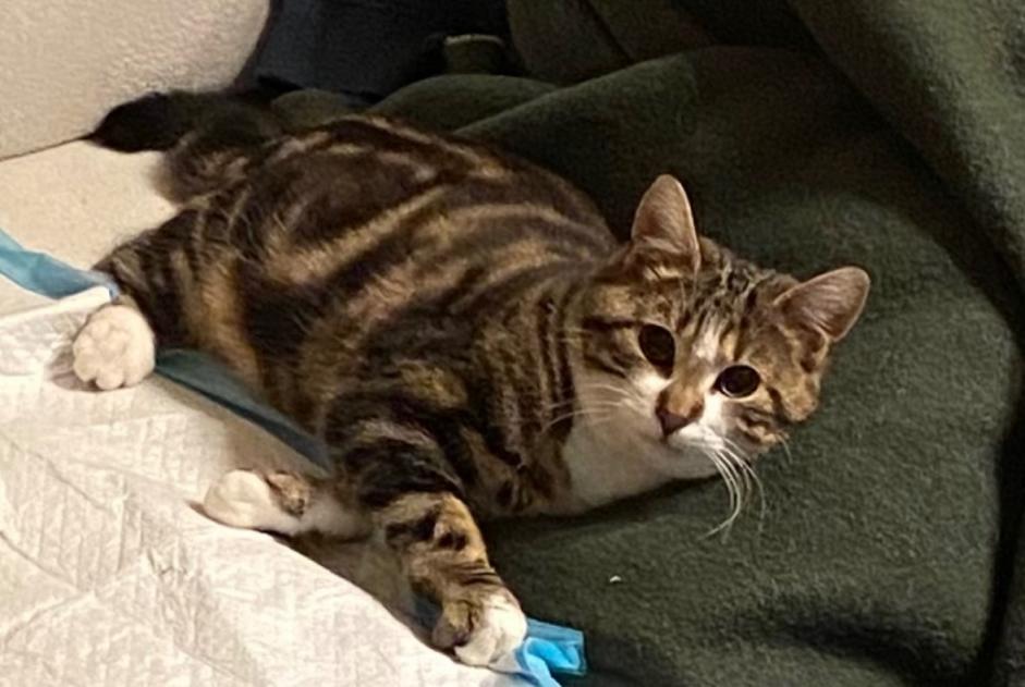 Avviso scomparsa Gatto Maschio , 3 anni Trélazé Francia