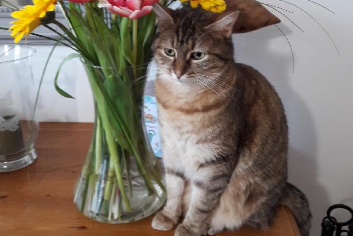 Verdwijningsalarm Kat Vrouwtje , 4 jaar Saint-Léger-de-Linières Frankrijk Verdwijningsalarm Kat Vrouwtje , 4 jaar Saint-Léger-de-Linières Frankrijk
