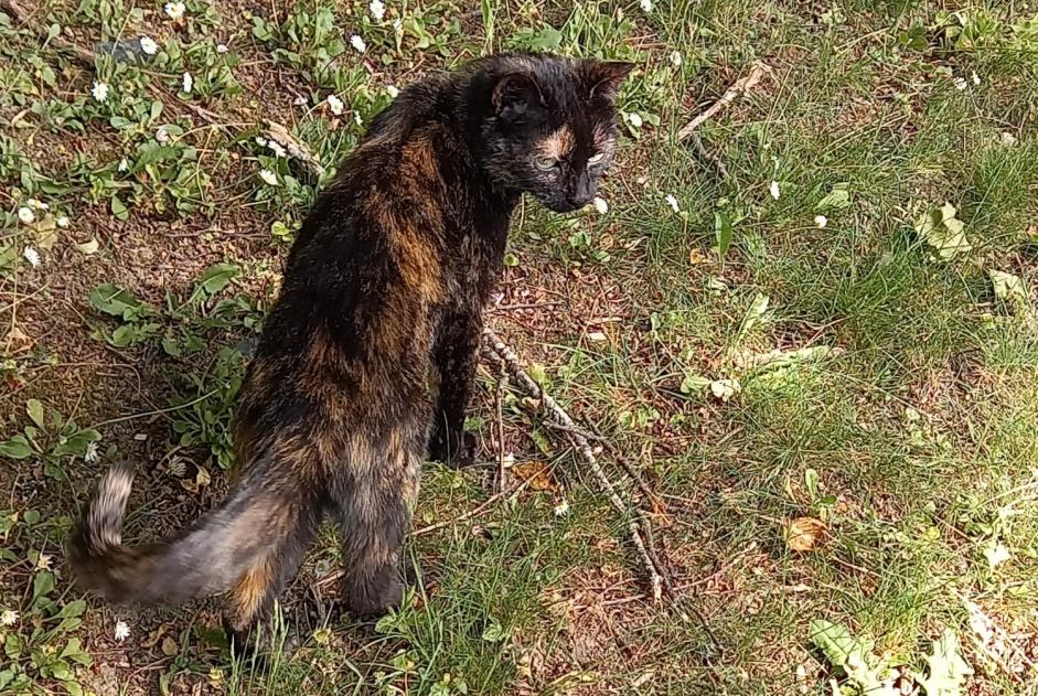 Ontdekkingsalarm Kat Vrouwtje , 1 jaar Les Ponts-de-Cé Frankrijk Ontdekkingsalarm Kat Vrouwtje , 1 jaar Les Ponts-de-Cé Frankrijk