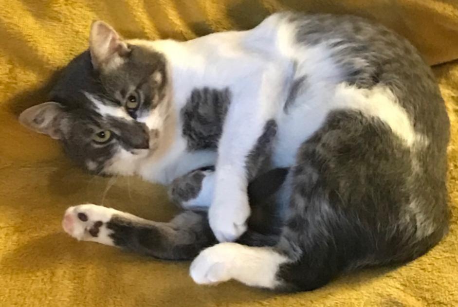 Alerta desaparecimento Gato Macho , 7 anos Verrières-en-Anjou France