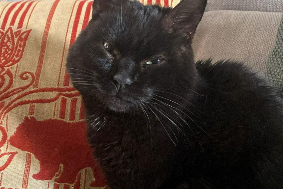 Alerta descoberta Gato Macho Angers France