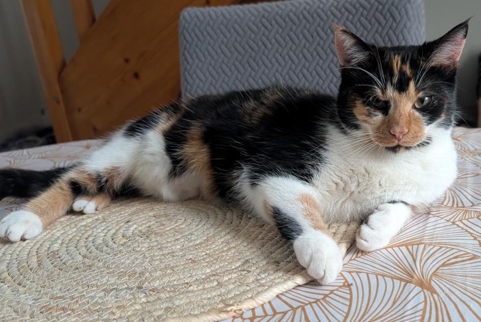 Alerta desaparecimento Gato Fêmea , 1 anos Les Ponts-de-Cé France Alerta desaparecimento Gato Fêmea , 1 anos Les Ponts-de-Cé France