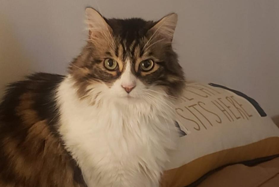 Alerta desaparecimento Gato cruzamento Macho , 9 anos Les Hauts-d'Anjou France Alerta desaparecimento Gato cruzamento Macho , 9 anos Les Hauts-d'Anjou France