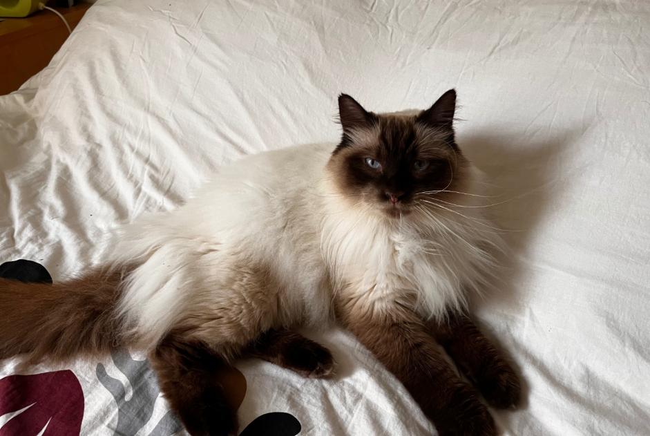 Alerta desaparecimento Gato  Macho , 9 anos Trélazé France