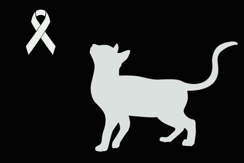 Alerta descoberta Gato  Macho , 2023 anos Angers France