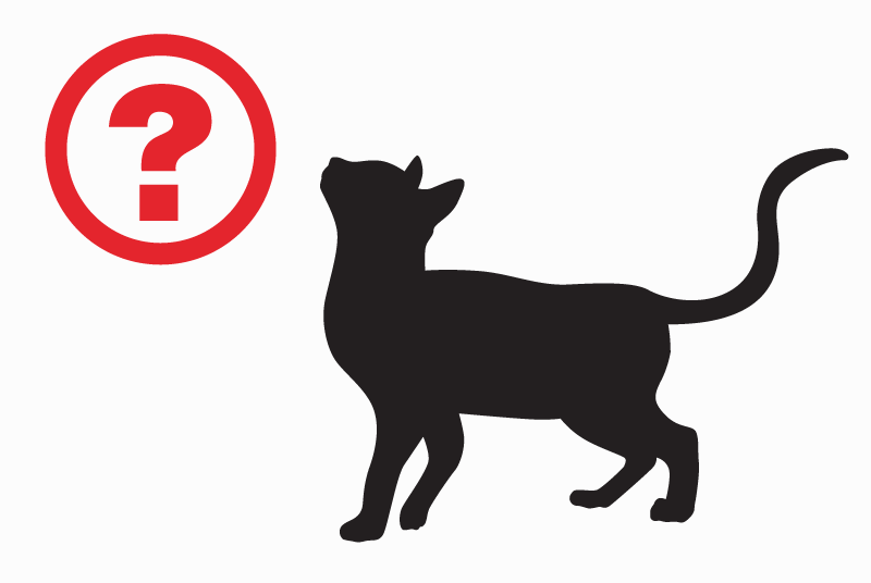 Alerta descoberta Gato Desconhecido Angers France